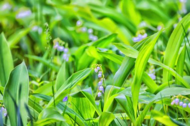 Vadinin zambakları yeşil arka plan, doğa taze yeşil bahçe dokusu