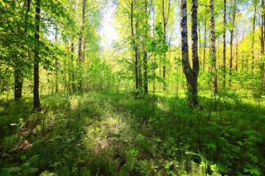 Yeşil Park 'ta güneşli bir yaz günü, arka planda güzel manzara ağaçları.