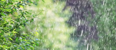 Bahar yağmuru çiçekleri arka planda çiçek açar doğa taze yeşil su damlaları