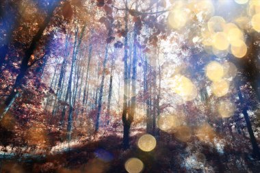 Sonbahar manzarası. Güzel sarı orman. Sonbahar mevsimi.