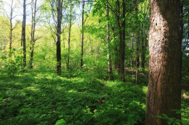 Yeşil Park 'ta güneşli bir yaz günü, arka planda güzel manzara ağaçları.