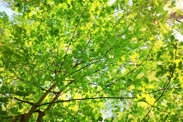 Πράσινα Φύλλα Κλαδιά Δέντρων Φόντο Καλοκαίρι Αφηρημένη Εποχή Καλοκαίρι Φύση — Φωτογραφία Αρχείου
