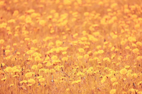 Žlutá Pampeliška Pole Pozadí Abstraktní Panorama Žluté Květy Kvetoucí Pampelišky — Stock fotografie
