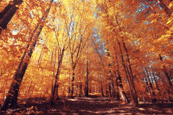 Otoño Paisaje Fondo Hermoso Bosque Amarillo Otoño Estación Naturaleza Otoño —  Fotos de Stock