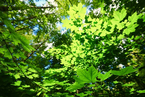 Zweige Blätter Sommer Ahorn Grün Hintergrund Baum Frisches Wachstum — Stockfoto