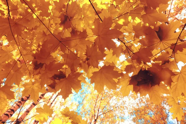 秋の紅葉黄色の枝カエデ — ストック写真