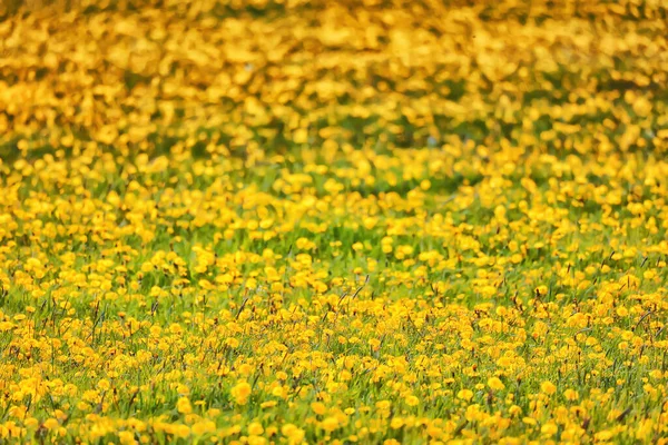 Gul Maskros Fält Bakgrund Abstrakt Panorama Gul Blomma Blommande Maskrosor — Stockfoto