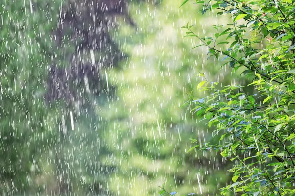 Spring Rain Flowers Background Bloom Field Nature Fresh Green Water — Stock Photo, Image