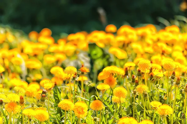 黄蒲公英地背景 抽象全景黄花盛开蒲公英 — 图库照片