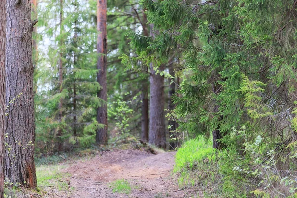 Ensoleillé Journée Été Dans Parc Verdoyant Beau Paysage Arbres Fond — Photo