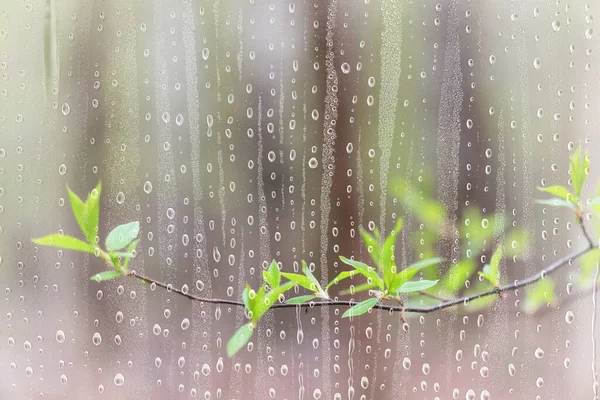 Rain Branches Glass Trees Abstract Wet Window View Background Nature — Stock Photo, Image