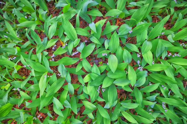 Lilie Dolinie Liście Zielone Tło Natura Świeże Zielone Tekstury Ogrodowe — Zdjęcie stockowe