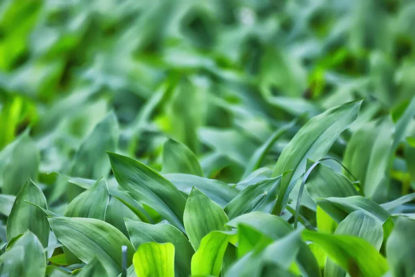 Lirios Del Valle Deja Fondo Verde Textura Jardín Verde Fresco — Foto de Stock