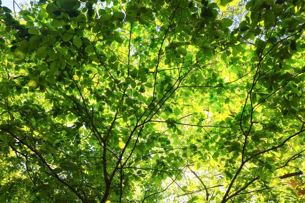 Zöld Levelek Ágak Háttér Nyár Elvont Évszak Nyár Természet Fiatal — Stock Fotó
