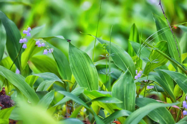 Lilies Valley Leaves Green Background Nature Fresh Green Garden Texture — Stock Photo, Image