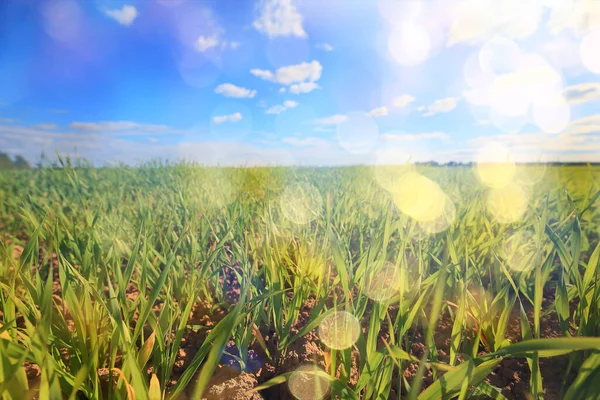 Groen Gras Vers Scheuten Tarwe Groen Gras Veld Zomer Achtergrond — Stockfoto