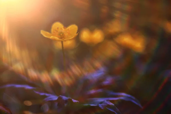 Купальник Дикие Желтые Цветы Летняя Природа Поле Цветами Абстрактный Красивый — стоковое фото