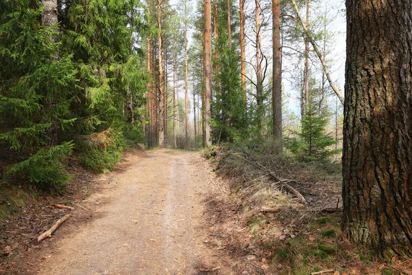 Sonniger Sommertag Grünen Park Schöne Landschaft Bäume Hintergrund — Stockfoto