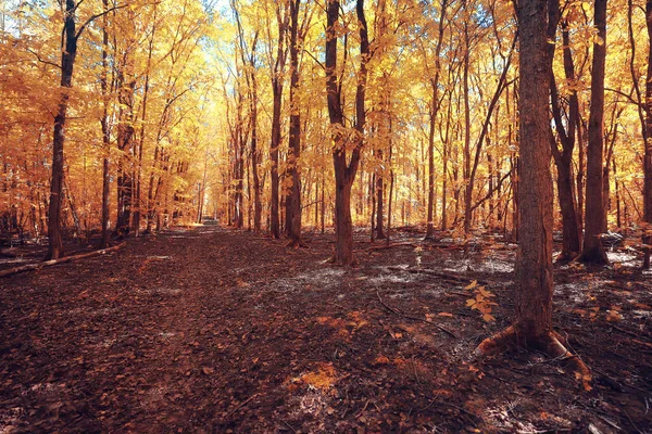 秋の風景背景美しい黄色の森秋の自然秋 — ストック写真