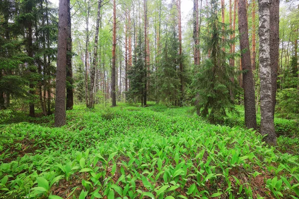 Gigli Della Valle Paesaggio Sullo Sfondo Della Foresta Vista Della — Foto Stock