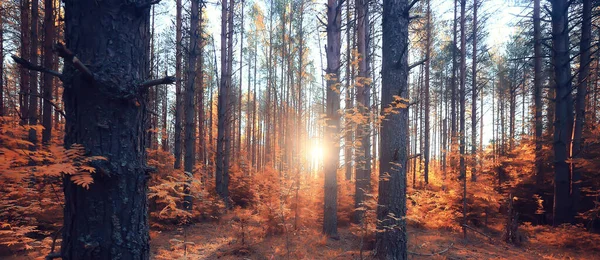 秋の風景背景美しい黄色の森秋の自然秋 — ストック写真