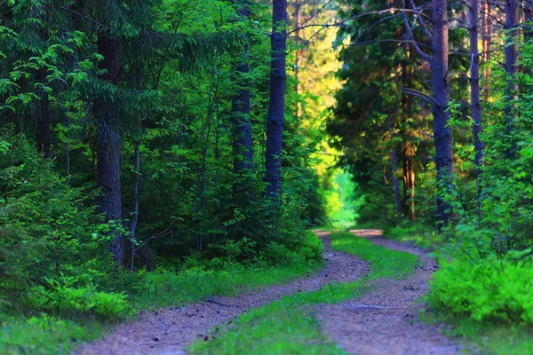 Bosque Coníferas Verano Paisaje Árboles Verdes Aire Libre Fondo Naturaleza —  Fotos de Stock