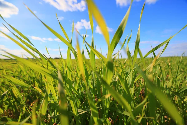 Зелена Трава Свіжі Пагони Пшениця Зелена Трава Поле Літній Фон — стокове фото