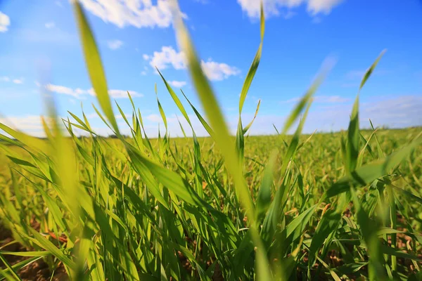 Green Grass Fresh Shoots Wheat Green Grass Field Summer Background — Stock Photo, Image