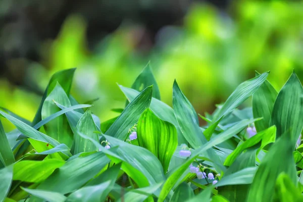 Lilies Valley Leaves Green Background Nature Fresh Green Garden Texture — Stock Photo, Image