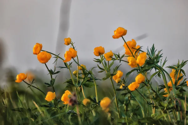 Plavky Divoké Žluté Květy Příroda Letní Pole Květy Abstraktní Krásné — Stock fotografie