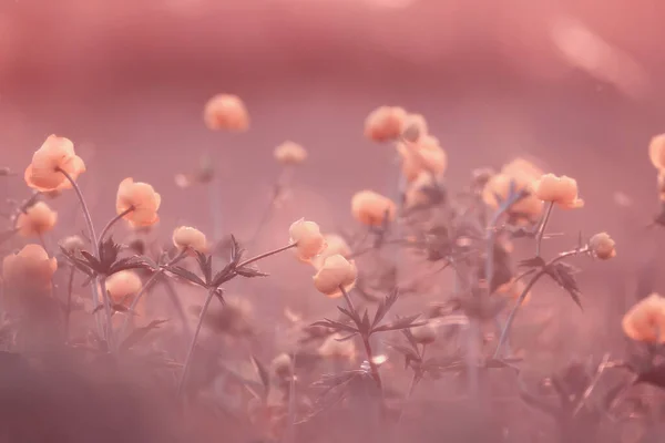 Badeanzug Wilde Gelbe Blumen Natur Sommer Feld Mit Blumen Abstrakt — Stockfoto