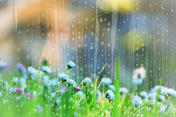 Wiosna Deszcz Kwiaty Tło Kwiat Pole Natura Świeże Zielone Woda — Zdjęcie stockowe