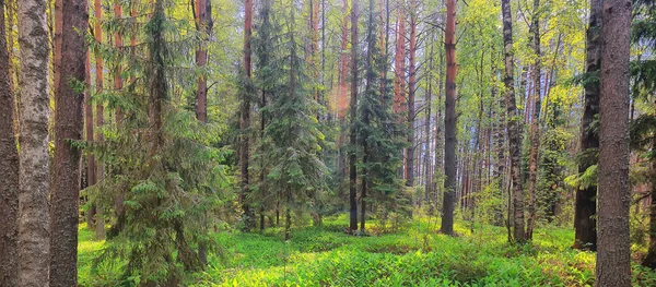 Ormanın arka planındaki vadi nilüferleri, yeşil mevsim manzarası