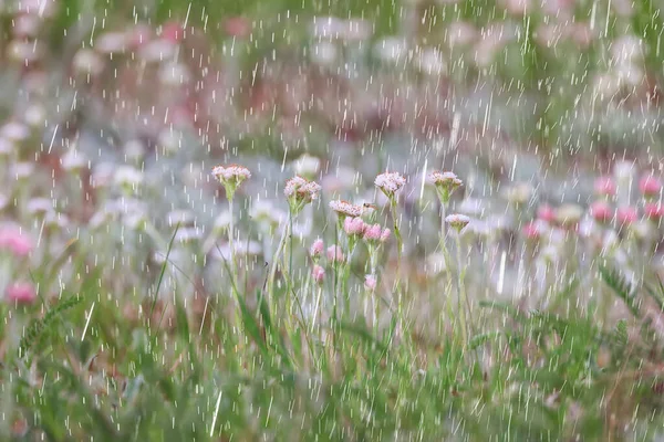 Spring Rain Flowers Background Bloom Field Nature Fresh Green Water — Stock Photo, Image