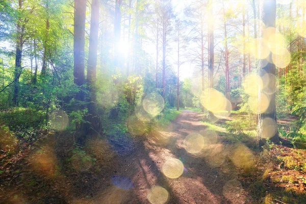 Bosque Coníferas Verano Paisaje Árboles Verdes Aire Libre Fondo Naturaleza —  Fotos de Stock