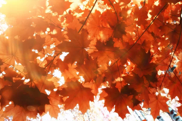 Arancio Caduta Foglie Autunno Fondo Giallo Rami Acero — Foto Stock