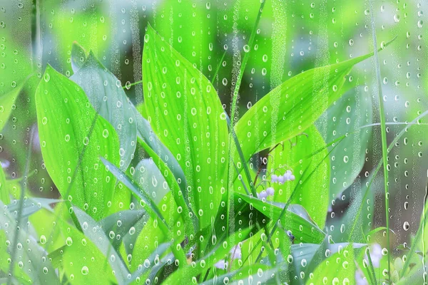 spring rain flowers background bloom field nature fresh green water drops