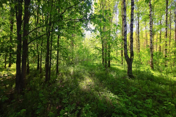 Yeşil Park 'ta güneşli bir yaz günü, arka planda güzel manzara ağaçları.
