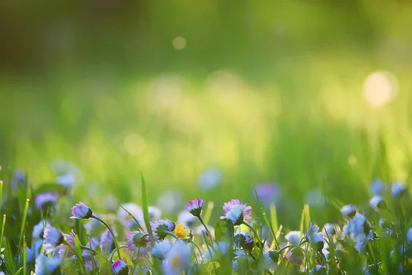 Blommor Prästkragar Bakgrund Sommar Natur Fält Grön Blommande Färgglada Prästkragar — Stockfoto