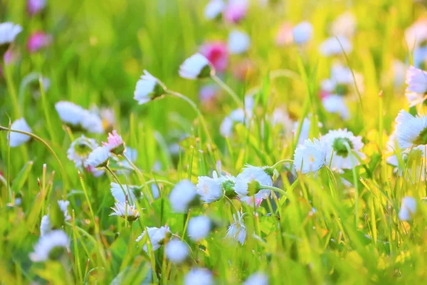 Blommor Prästkragar Bakgrund Sommar Natur Fält Grön Blommande Färgglada Prästkragar — Stockfoto