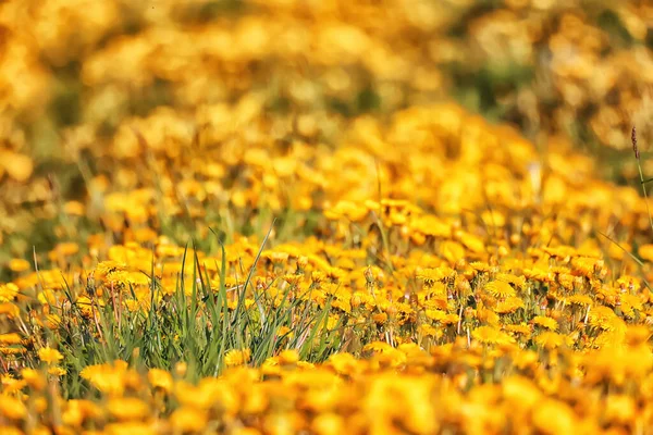 黄色いタンポポ畑の背景抽象的なパノラマ黄色の花のタンポポ — ストック写真