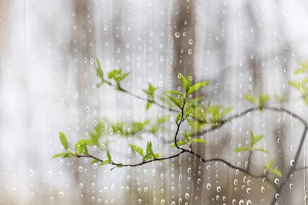 Rain Branches Glass Trees Abstract Wet Window View Background Nature — Stock Photo, Image