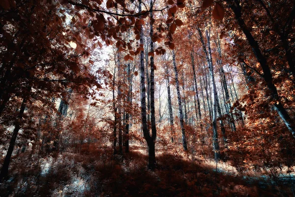 Fall Landscape Background Beautiful Yellow Forest Autumn Season Nature Fall — Stock Photo, Image