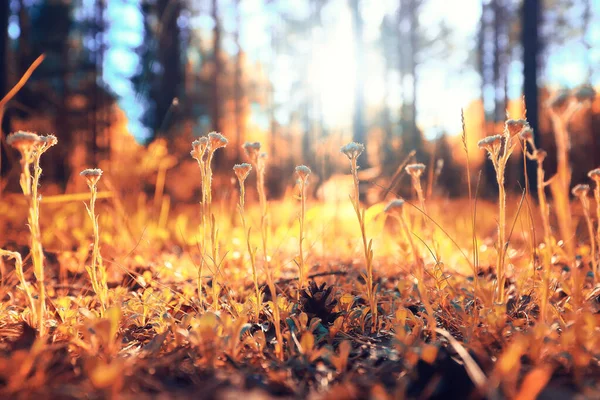 Herfst Landschap Achtergrond Mooi Geel Bos Herfst Seizoen Natuur Vallen — Stockfoto
