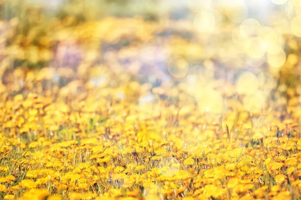 Sárga Pitypang Mező Háttér Elvont Panoráma Sárga Virág Virágzó Pitypang — Stock Fotó