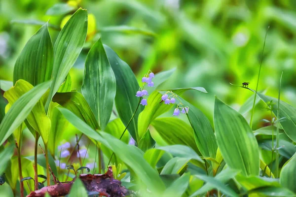 Lilies Valley Leaves Green Background Nature Fresh Green Garden Texture — Stock Photo, Image