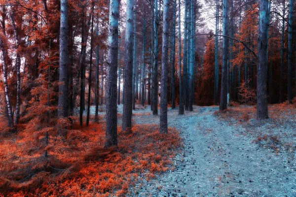 Queda Paisagem Fundo Bonito Amarelo Floresta Outono Estação Natureza Queda — Fotografia de Stock