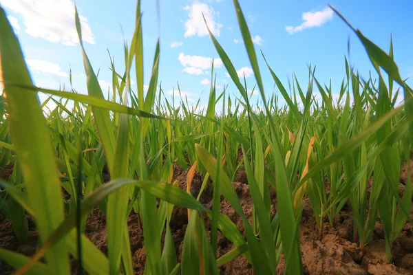 Зеленая Трава Свежие Побеги Пшеницы Зеленая Трава Поле Летний Фон — стоковое фото