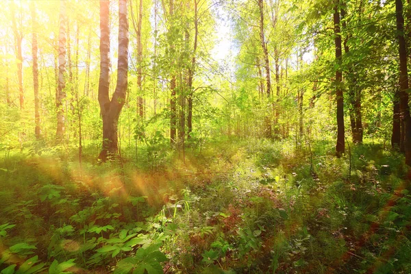 Solig Sommardag Grön Park Vackra Landskap Träd Bakgrund — Stockfoto