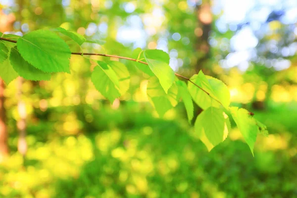 Groene Bladeren Boom Takken Achtergrond Zomer Abstract Seizoen Zomer Natuur — Stockfoto